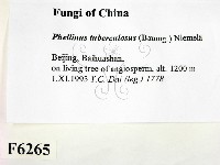 登錄號:F0006265藏品圖，第2張