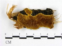 登錄號:F0006273藏品圖，第1張