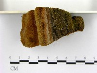 登錄號:F0006281藏品圖，第1張