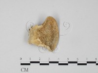 登錄號:F0006295藏品圖，第1張