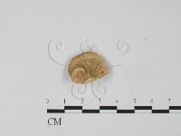 登錄號:F0006296藏品圖，第1張