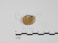 登錄號:F0006296藏品圖，第3張