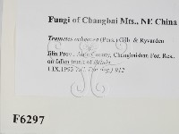 登錄號:F0006297藏品圖，第2張