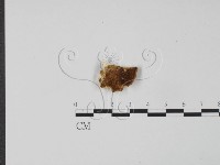 登錄號:F0006297藏品圖，第1張