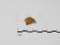 登錄號:F0006297藏品圖，第3張