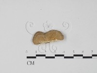 登錄號:F0006298藏品圖，第1張