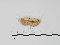 登錄號:F0006298藏品圖，第3張