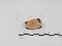 登錄號:F0006299藏品圖，第1張