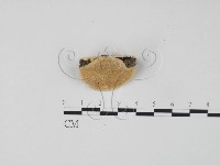 登錄號:F0006299藏品圖，第4張