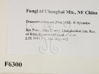 登錄號:F0006300藏品圖，第2張
