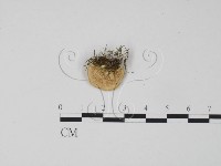 登錄號:F0006300藏品圖，第1張