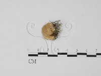 登錄號:F0006300藏品圖，第3張