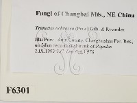 登錄號:F0006301藏品圖，第2張