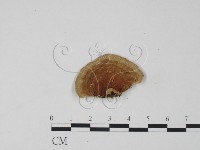 登錄號:F0006301藏品圖，第3張