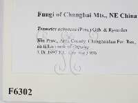 登錄號:F0006302藏品圖，第2張