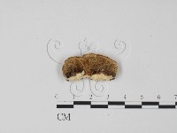 登錄號:F0006302藏品圖，第1張