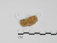 登錄號:F0006302藏品圖，第3張