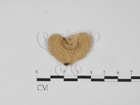 登錄號:F0006303藏品圖，第3張