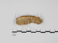 登錄號:F0006304藏品圖，第1張