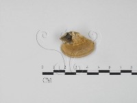 登錄號:F0006305藏品圖，第3張