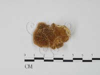 登錄號:F0006306藏品圖，第1張