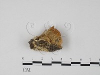 登錄號:F0006308藏品圖，第1張