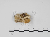 登錄號:F0006308藏品圖，第3張