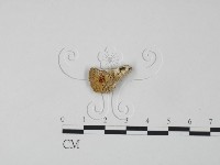 登錄號:F0006309藏品圖，第1張