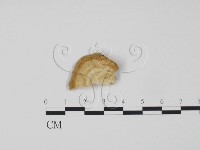 登錄號:F0006310藏品圖，第1張