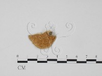 登錄號:F0006310藏品圖，第3張