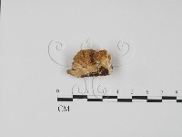 登錄號:F0006311藏品圖，第3張