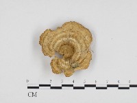 登錄號:F0006312藏品圖，第1張