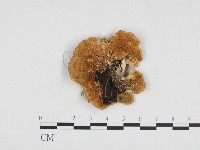登錄號:F0006312藏品圖，第3張