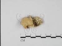 登錄號:F0006314藏品圖，第3張