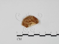 登錄號:F0006316藏品圖，第1張