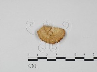 登錄號:F0006316藏品圖，第3張