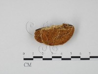 登錄號:F0006317藏品圖，第1張