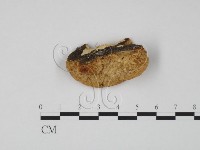 登錄號:F0006317藏品圖，第3張