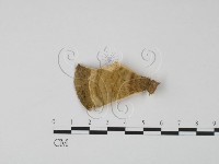登錄號:F0006318藏品圖，第3張