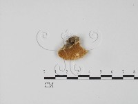登錄號:F0006319藏品圖，第1張