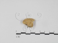 登錄號:F0006319藏品圖，第3張