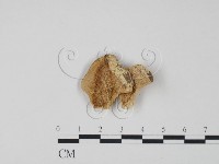 登錄號:F0006321藏品圖，第1張