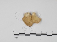 登錄號:F0006321藏品圖，第3張