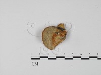 登錄號:F0006322藏品圖，第3張