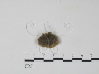 雲芝藏品圖，第3張