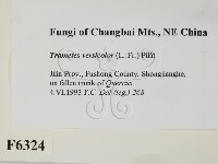 雲芝藏品圖，第2張