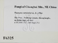 雲芝藏品圖，第2張