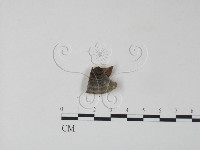 雲芝藏品圖，第3張