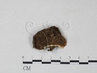 雲芝藏品圖，第1張