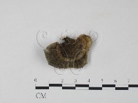 雲芝藏品圖，第3張